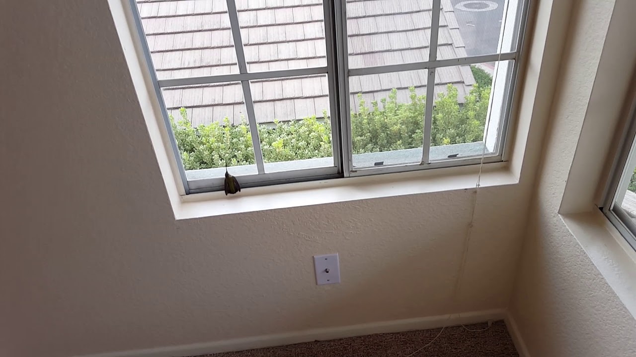 video phone beyonce mp3 helping a hummingbird, lands in my hand. San Diego Ca.