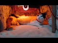 こたつの中の猫LIVE 200221