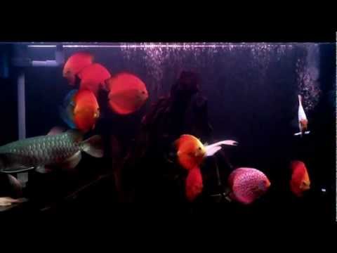 Discus Comm Tank 2013 - Jan Updated