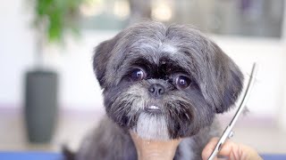 A cute shih tzu puppy who doesn't like to take a bath, got his hair cut for the first time!✂❤