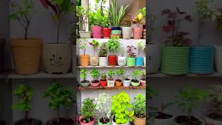 Plants #gardening #urbangarden #houseplants #indoorplant
