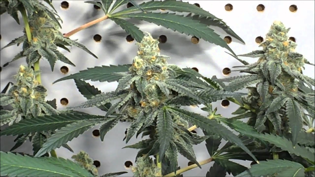 SinCity Seeds - Nightmare Cookies (V1) - Day 45 Flower