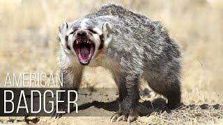 AMERICAN BADGER - buries cows and befriends coyotes. Wolverine will envy his agility and abilities