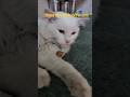 Mufasa ka favorite food 😋 #shortsfeed #cat #vlog #catblogger #cute