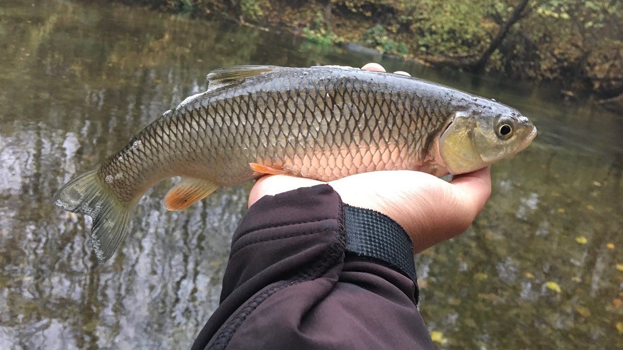 Pescuit la clean cu gume   18 noiembrie 2020