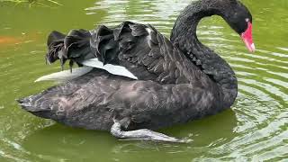 Black Swan in a Pond