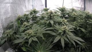 Deep Water Culture Cannabis: Cinnex week 6 flower