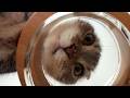 猫がご飯を数粒だけ残すのは飼い主の分ってほんと？検証してみた飼い主の末路がコチラ🤣🤣🤣
