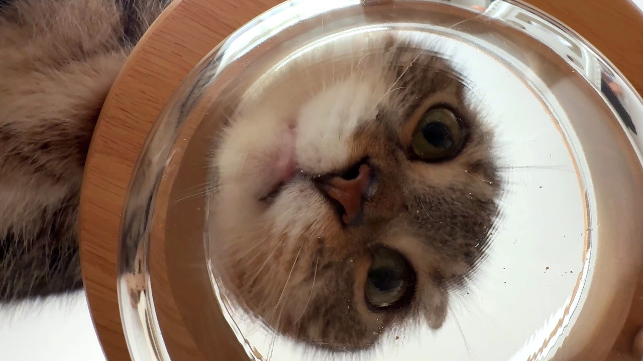 猫がご飯を数粒だけ残すのは飼い主の分ってほんと？検証してみた飼い主の末路がコチラ🤣🤣🤣
