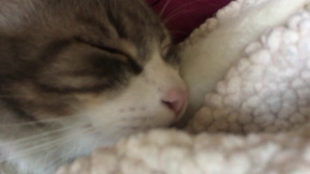 FUNNY FAT CAT SNORING IN HIS SLEEP