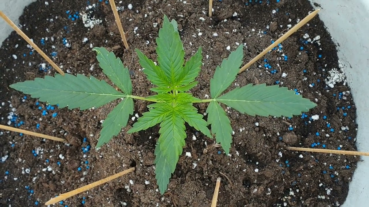 30 дней Super Auto Afghan Shadow Xtreme Seeds от Мария Любит Хуана 