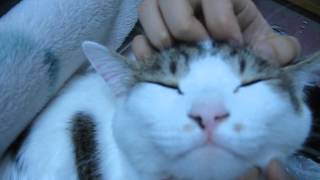 猫のフェイスマッサージの仕方　Face massage of cat to be comfortable