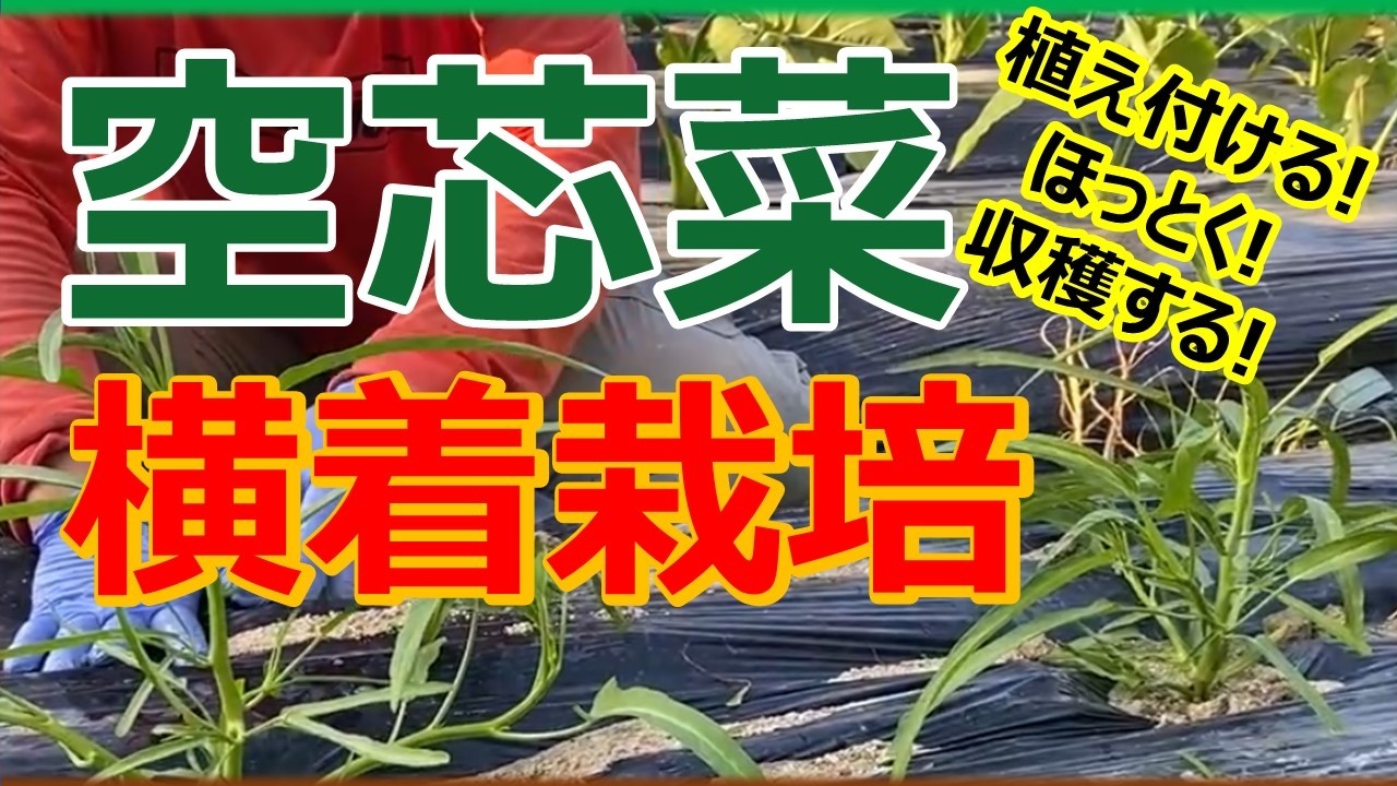 空芯菜５キロ A thorough guide to growing water spinach! From sowing seeds to