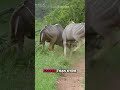 Animals Having a Worse Week Than You #animalkingdom #savageanimals