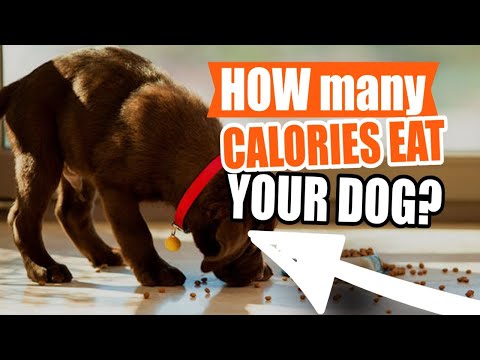 Video: Zašto Portly Kućni ljubimci često konzumiraju više kalorija nego njihovi vlasnici misle