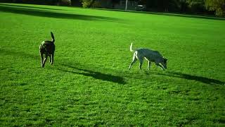 Hackett Hounds