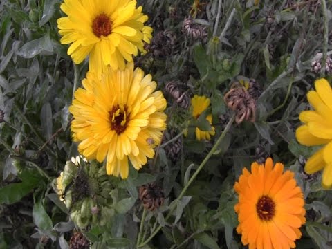Survival Medicine - Pot Marigold (Calendula Officinalis)
