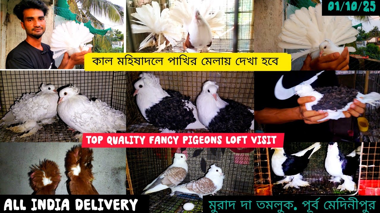 Top quality fancy pigeons Loft visit।। তমলুক পূর্ব মেদিনীপুর all India delivery #smanimalscare99 