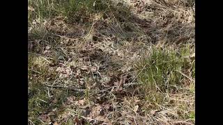 adder mannetje 24042026