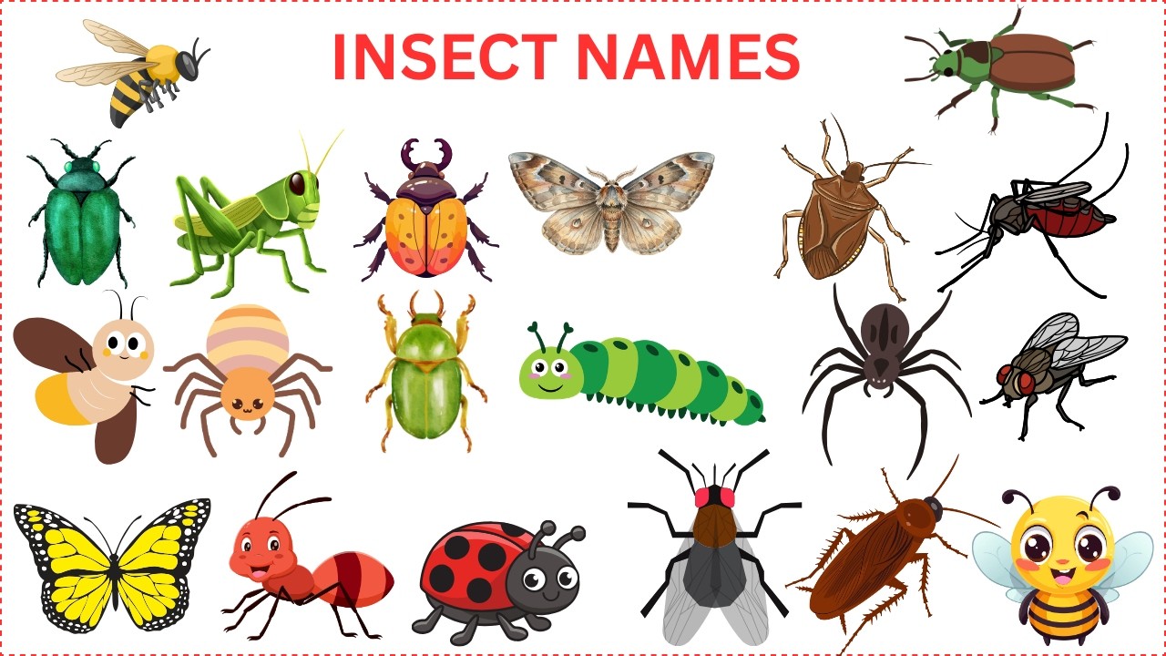 Insects Name | Learn 25 Insects Names for Kids in English | Names of insects