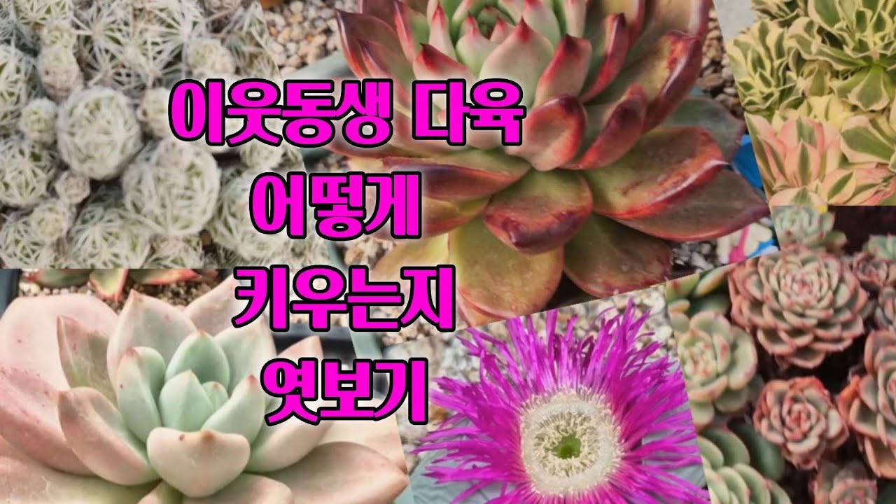 이웃동생 다육식물