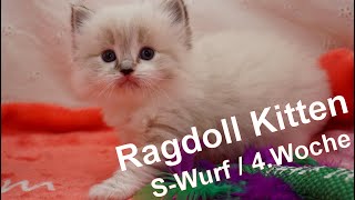 Ragdoll Kitten | unser S-Wurf in der vierten Woche | Aramintapaws Ragdolls by Aramintapaws Ragdolls 157 views 11 months ago 44 seconds