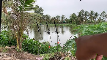 Câu Cá Tra Sông | Quăng Câu Mà Có Cá Ăn Là Vui Lắm Rồi | Fishing Miền Tây