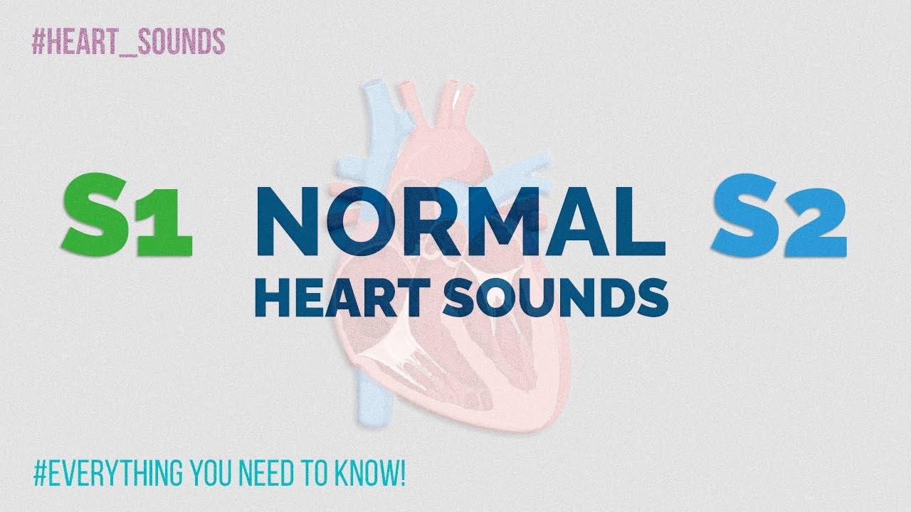 S1, S2 and splitting of S2 Normal Heart Sounds YouTube