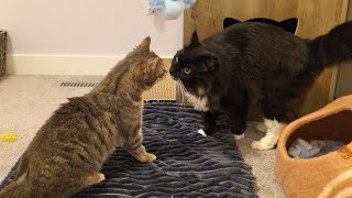 Big Brother Cat Shares Second Nose Kiss With His Little Tabby Sister Bunny