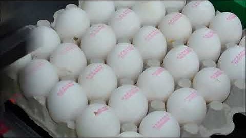 Embopack SAS - Citronix Marcacion Huevos