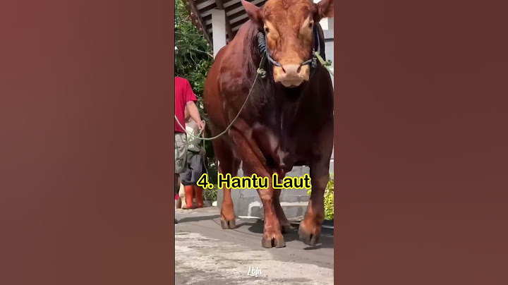 SAPI QURBAN PRABOWO PEMENANGNYA_5 SAPI TERBESAR TAHUN 2024 #shorts #indonesia #artis #prabowo