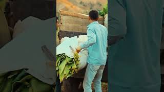 Çelikhanda Tütün Resimi