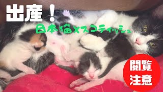 【閲覧注意】感動の猫の出産日本猫×スコティッシュ Emotional cat births