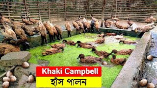 শিক্ষকতার যোগ্যতাতেও হাঁস পালন | khaki Campbell ducks | duck farming | শীতে হাঁস খামার screenshot 5