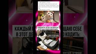 #мемы#коты