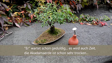 Wie oft Zimmerbonsai Gießen?