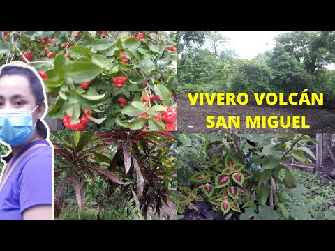 UN LINDO VIVERO CASERO ESCONDIDO EN EL VOLCÁN CHAPARRASTIQUE DE SAN MIGUEL