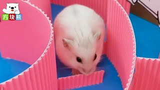 🐹Little hamster bravely enters the maze#hamster