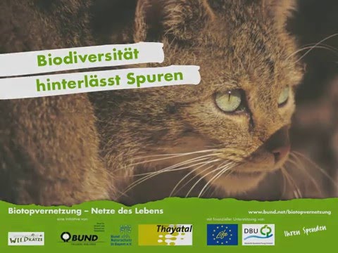 Die Rückkehr der Wildkatze | ganze Doku | Naturfilm | deutsch