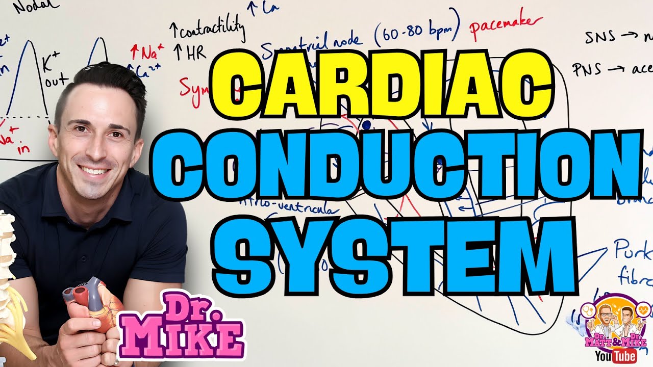 Cardiac Conduction System