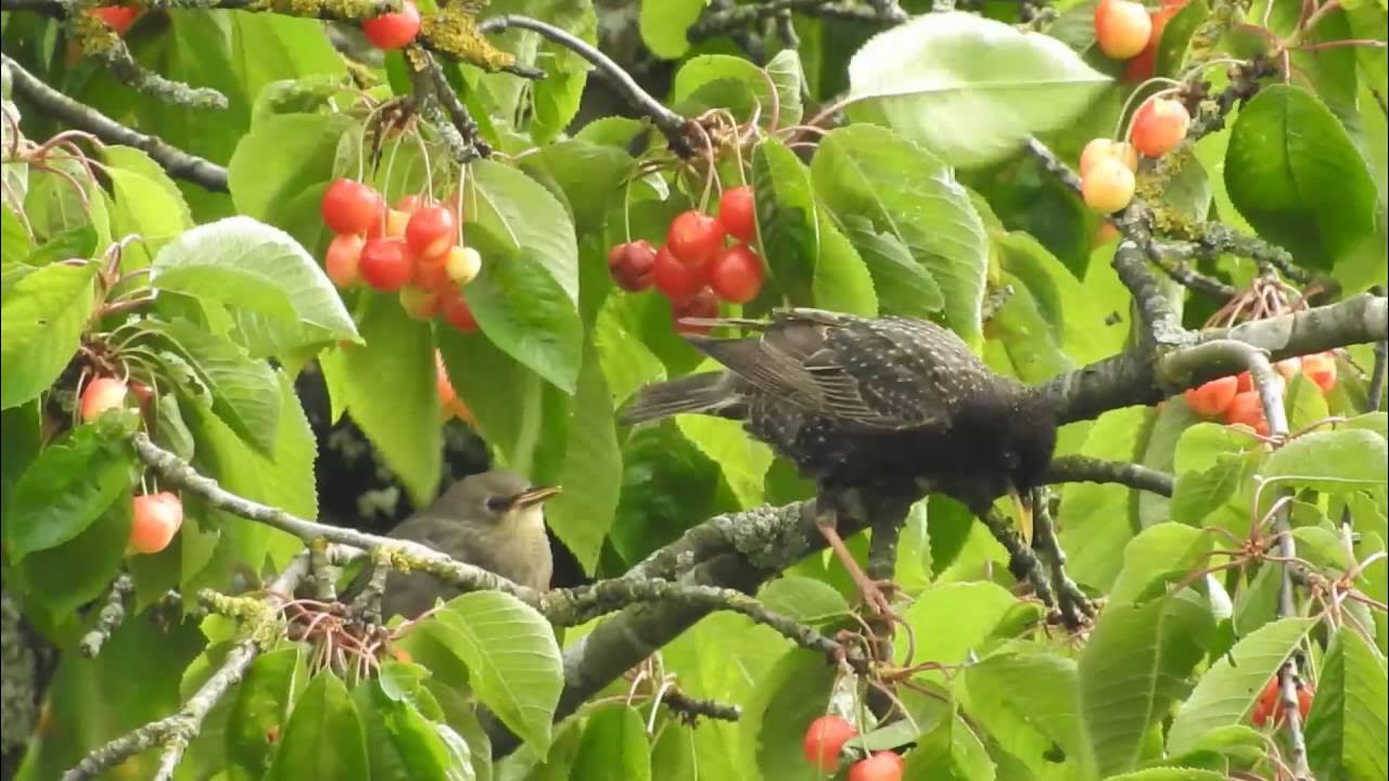 Stare fressen Kirschen. Eifel bei Dohr YouTube