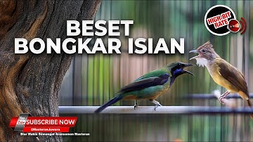 🔴Cucak Jenggot Gacor Beset Ngetril vs Cucak Cungkok Full Bongkar Isian Volume ++