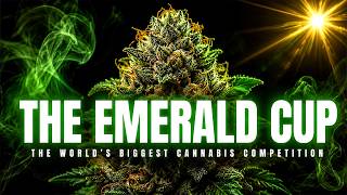 The Emerald Cup The Contest That Crowned America s Best Weed