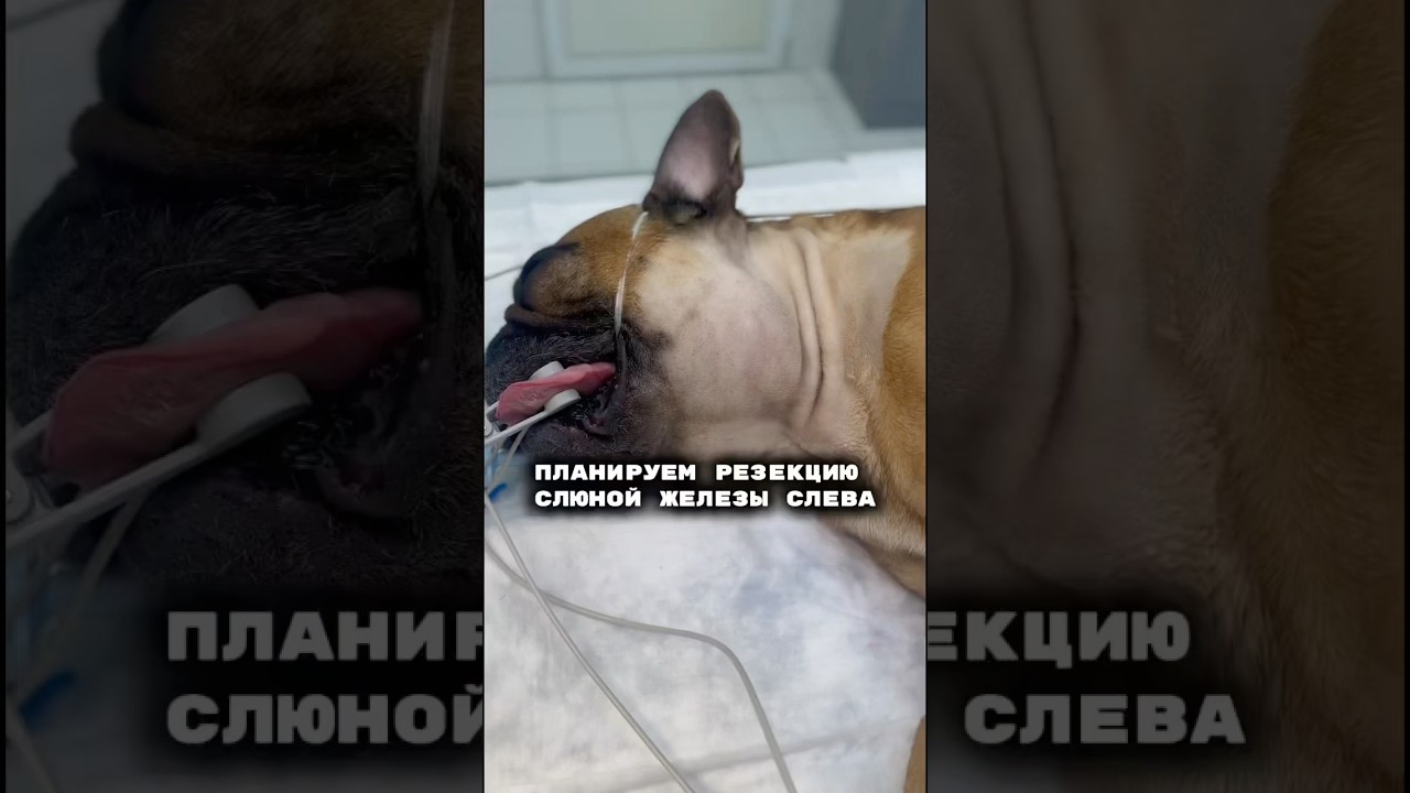 Планируем удаление слюной железы у собаки