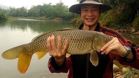 Câu được Cá Chép KHỦNG suối tự nhiên - Ngày 1/4 may mắn.