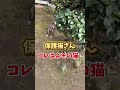 保護猫さん#保護猫 #ほごねこと暮らす #ネコ #散歩