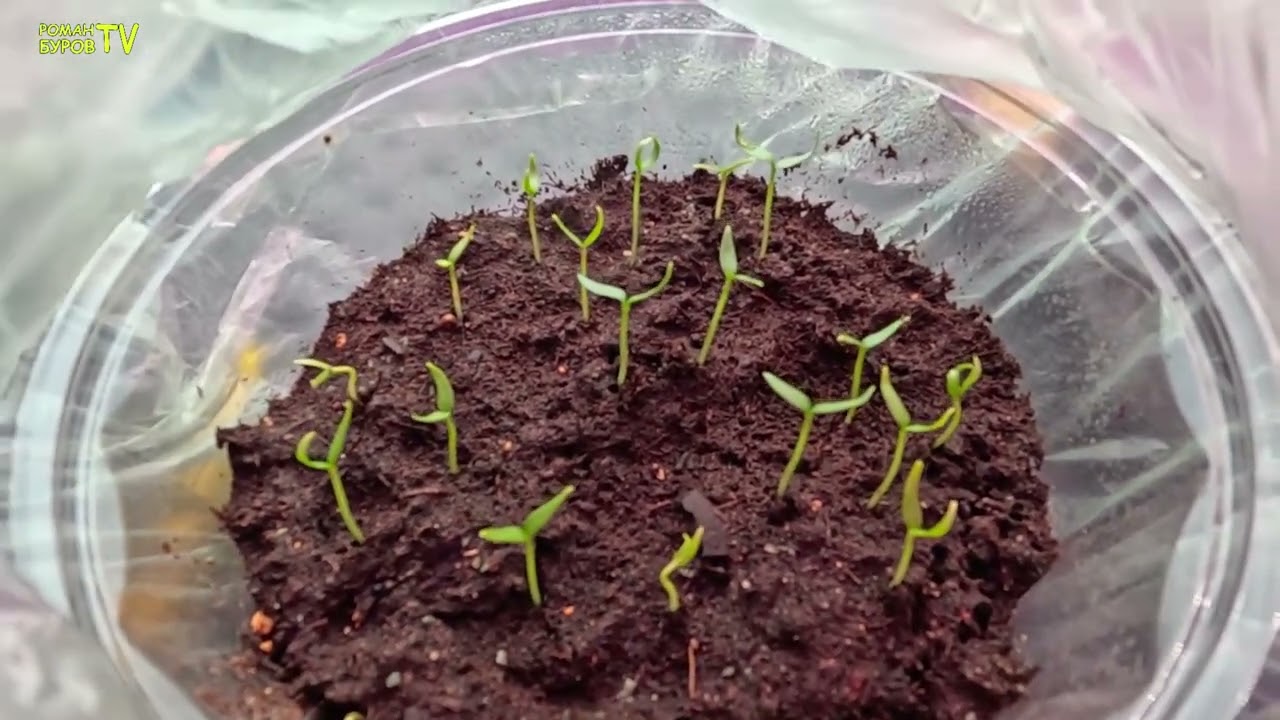 Рассада перца взошла, что делаем дальше для крепкой рассады на толстой ножке 🌶️🌱