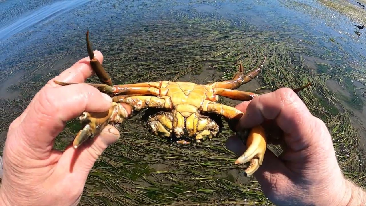 Harvesting Different Local Saltwater Fishing Baits 101