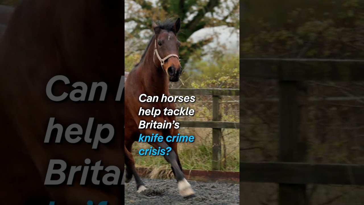 Film backdrop image for Can horses help tackle Britain's knife crime crisis? (2025)