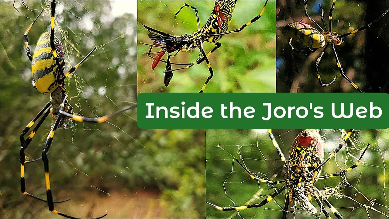 Inside the Joro's Web
